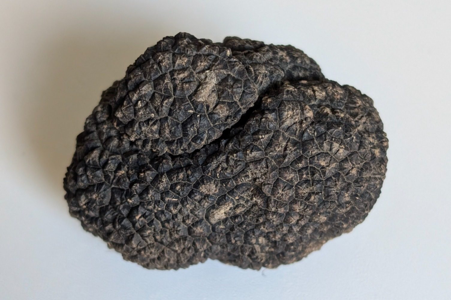 Verse Italiaanse Truffel